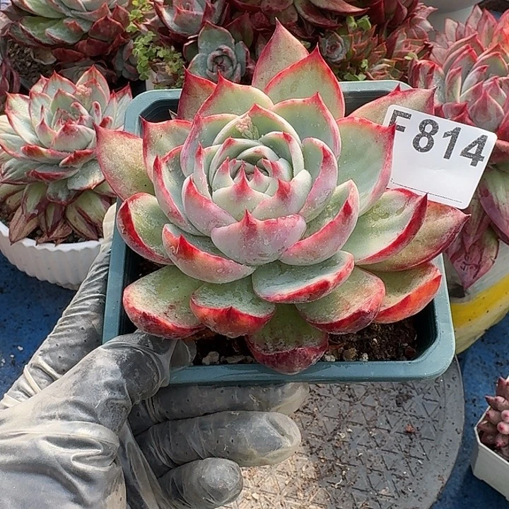 惊鸿惊鸿惊鸿 814.......