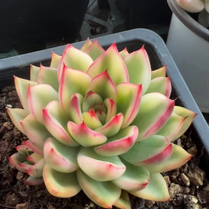 阿诗娜锦一物一拍锦龙