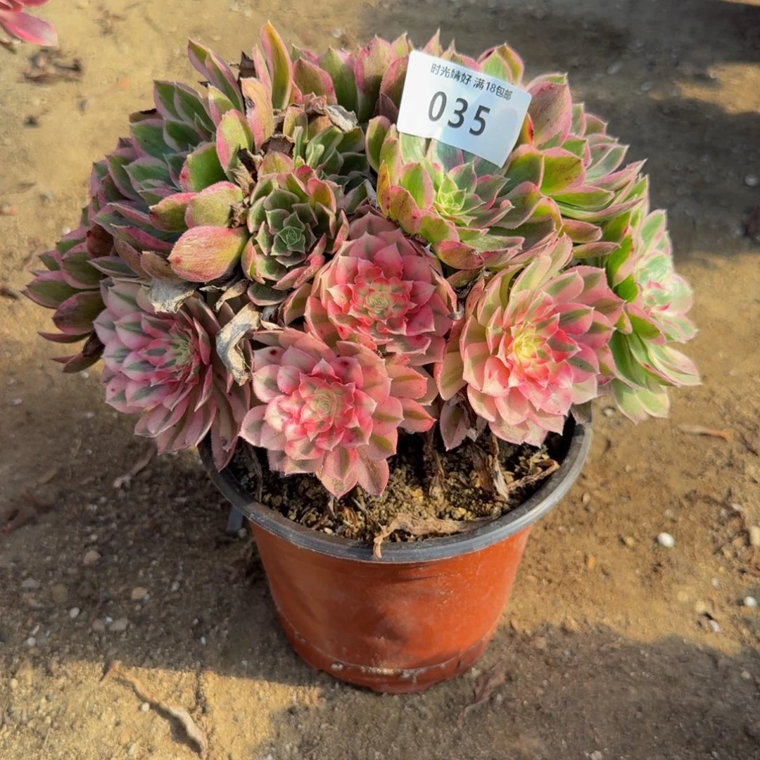 035孔雀翎 多肉植物