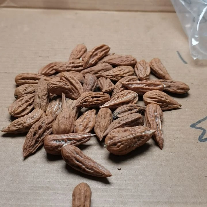 文玩核桃手串啊**对东北秋子异型籽31