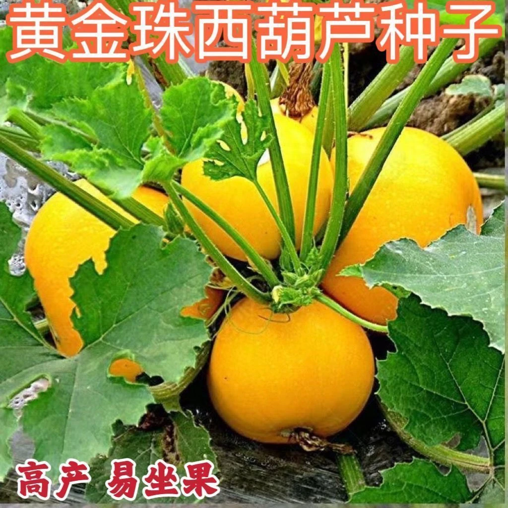 【黄金珠西葫芦】种子黄皮圆耐热抗病四季高产阳台小院盆栽秋冬季菜