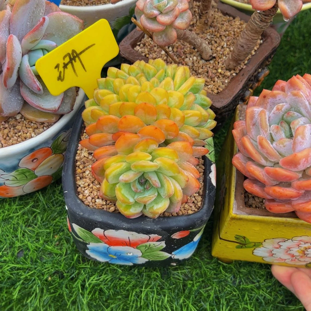 叶***泽全明星缀多肉植物