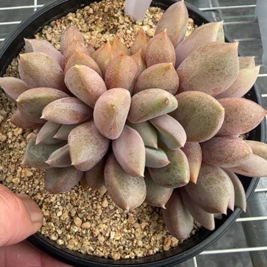 66红象牙一物一拍多肉