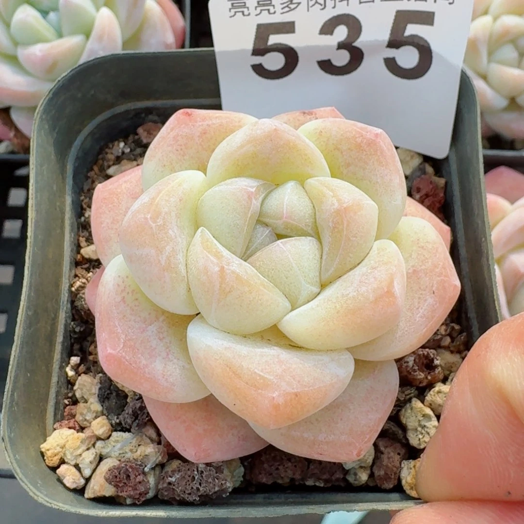 福利开播福利         精品多肉