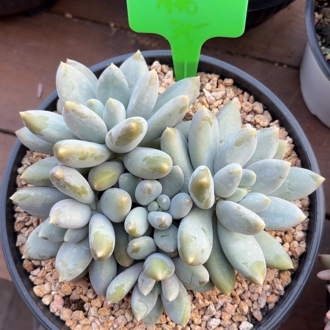 无花朵胖体哥特萝莉