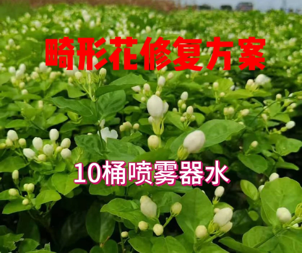 茉莉花畸形花修复方案10桶水