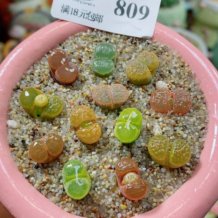 生石花花花花花花花809