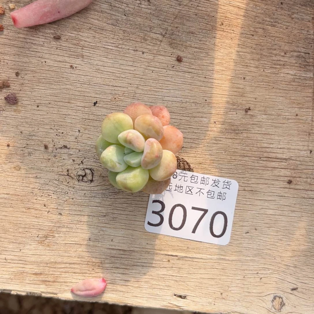 大3070，v xv c vvv h