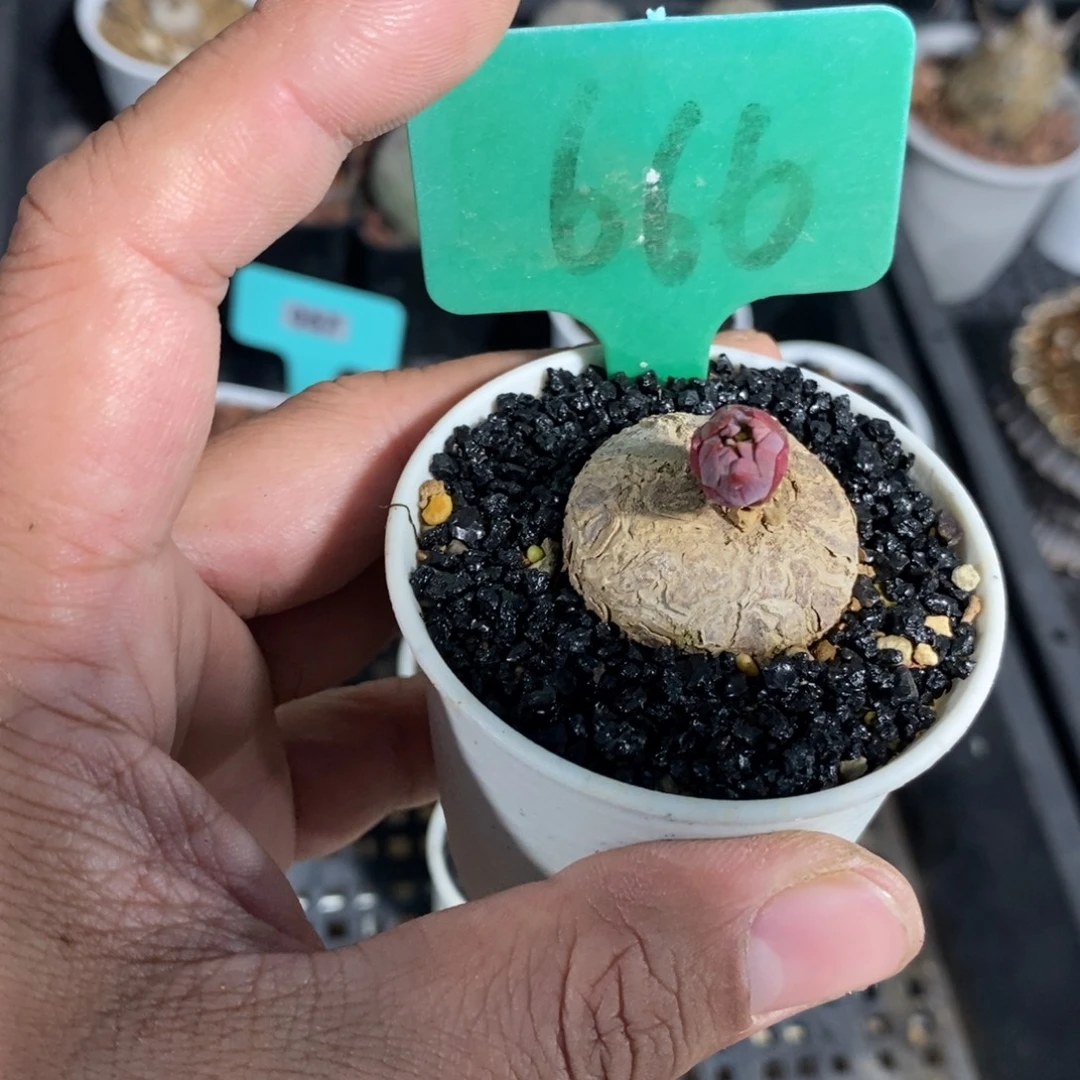 玫瑰大戟多肉植物
