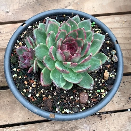 爱***爱美肉特价活动开始啦