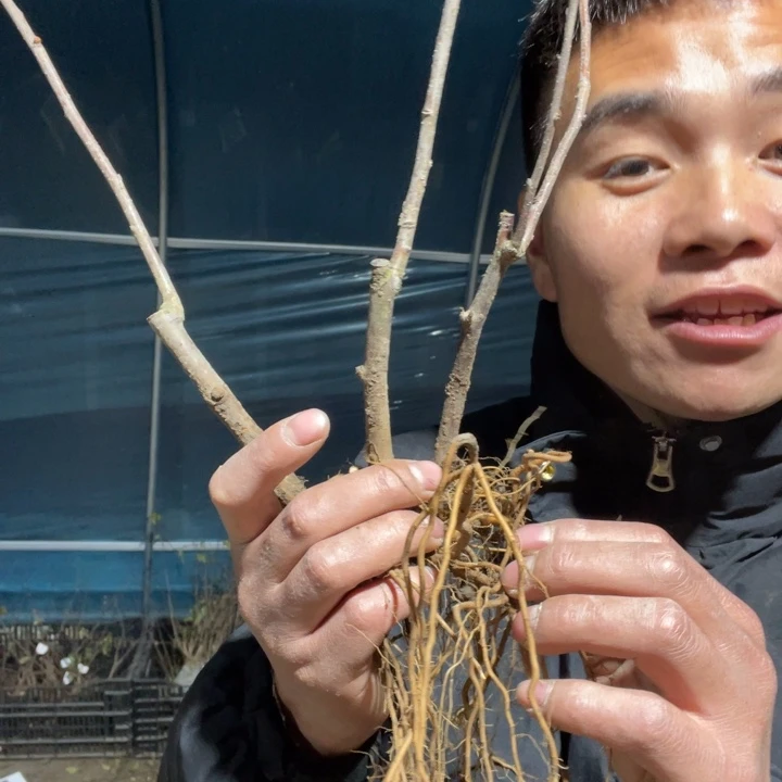 东洋锦海棠花一颗苗