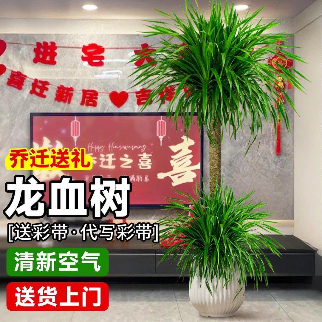 乔迁龙血树客厅绿植室内大型黑珍珠龙须树大号盆景真老桩盆栽好养