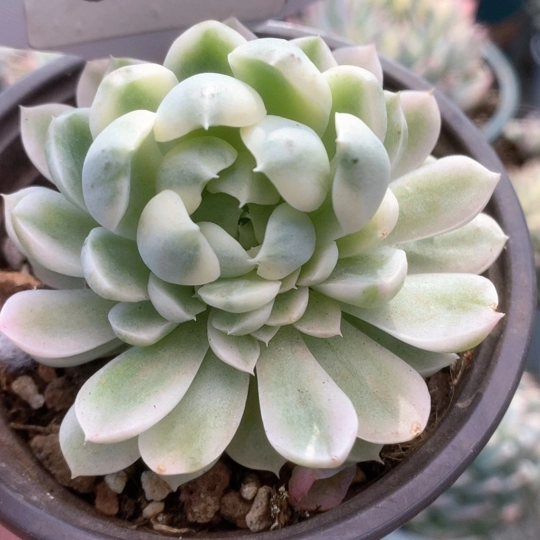 185月影精灵锦锦锦锦锦