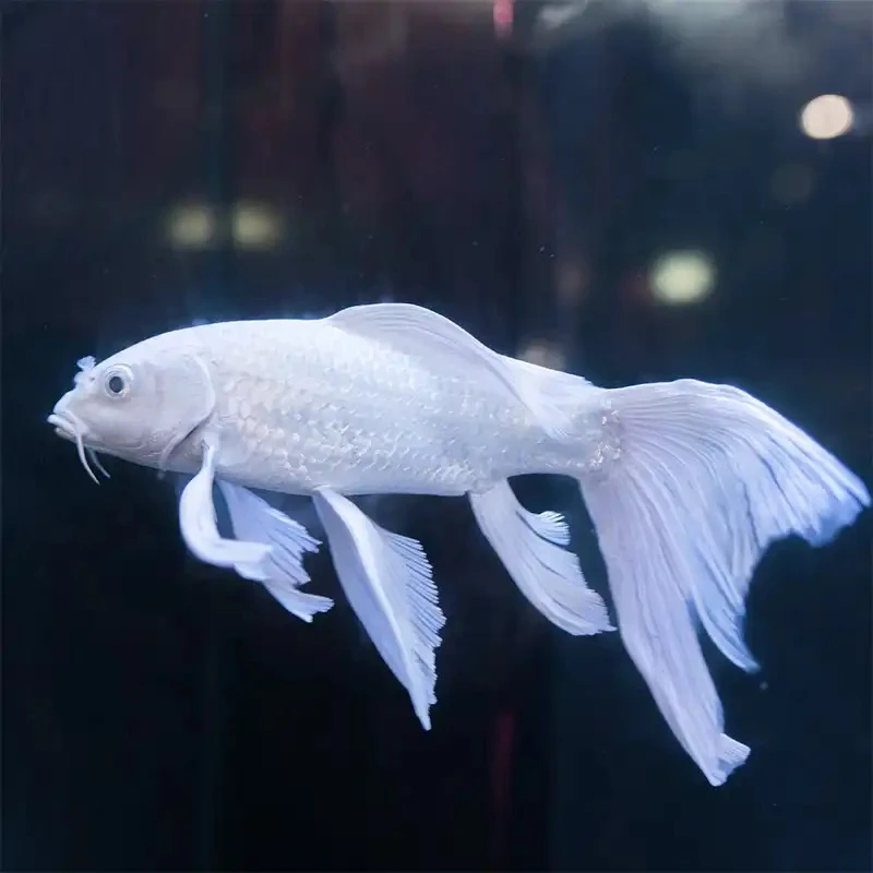 8-11白普身蝴蝶鲤广温鱼观赏鱼大鳍大尾好养