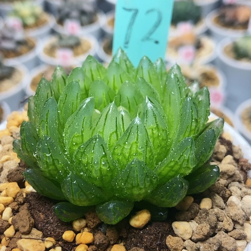 【闪购商品】樱变72