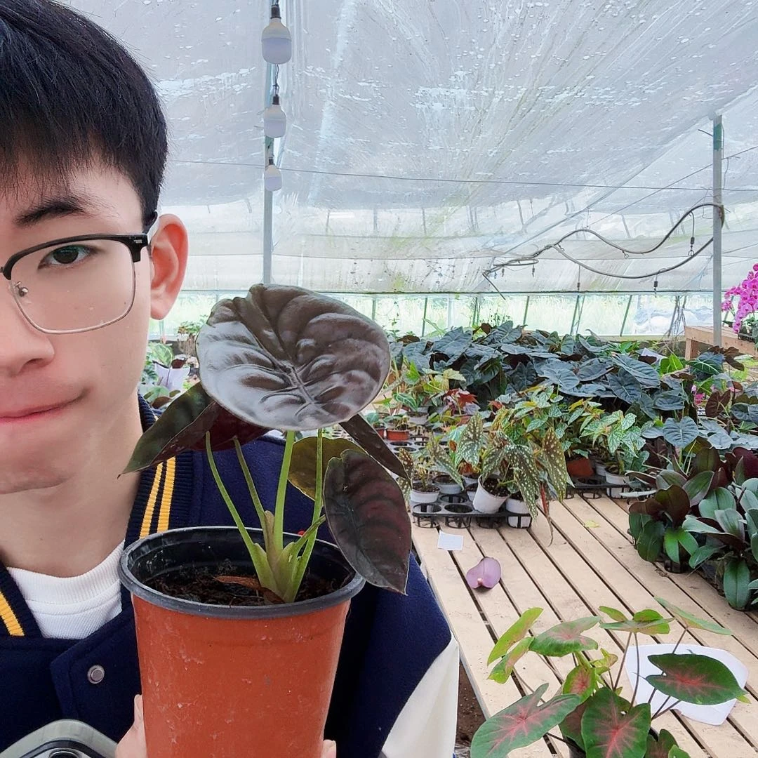 完全开放铜叶沃森
