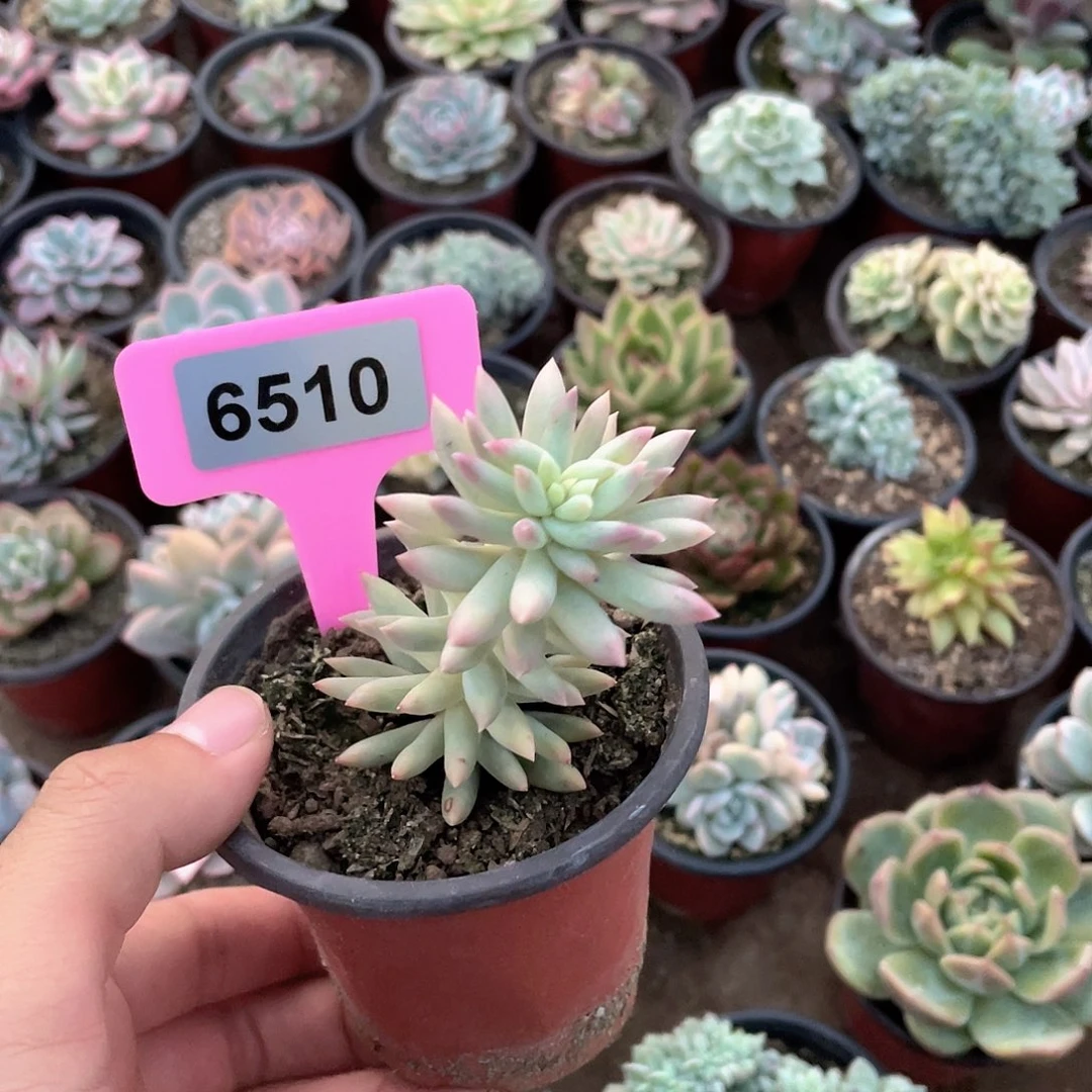 安***君6510号多肉植物盆栽