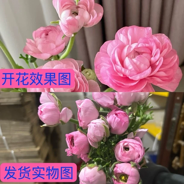 次日达（赠营养液）粉色洋牡丹6支+赠4支（共10支）鲜花水养插瓶花束家居鲜花