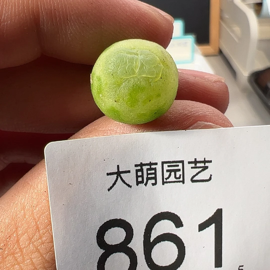 0000861 一物一拍……