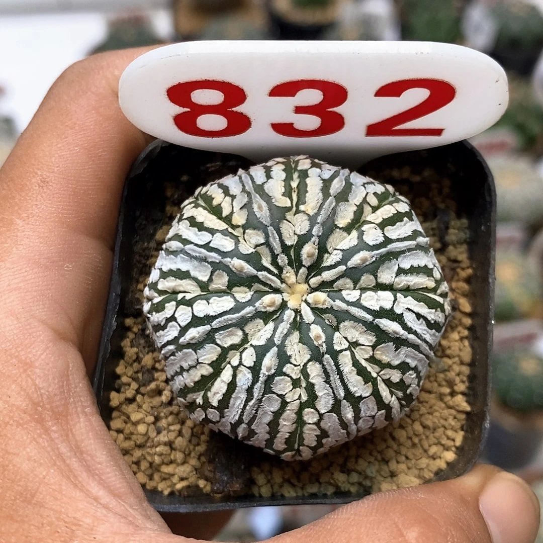 832福利特价咯我觉得