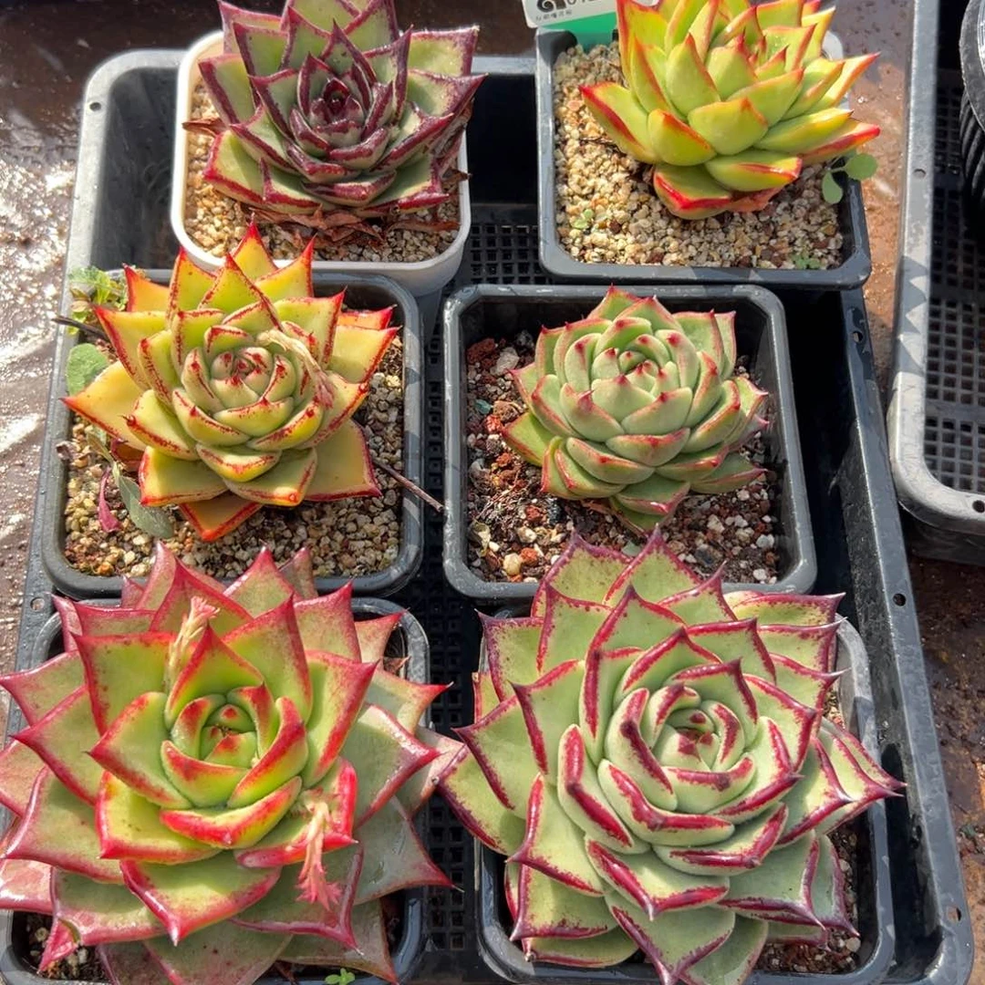 多肉精选编号0122.142