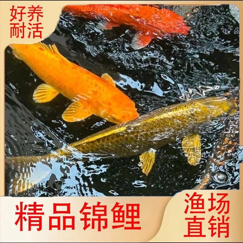 【福利锦鲤】红白锦鲤冷水观赏鱼好养耐活淡水鱼活体多种品种混发