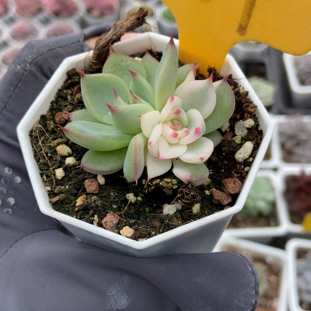 2109吉娃娃锦多肉植物