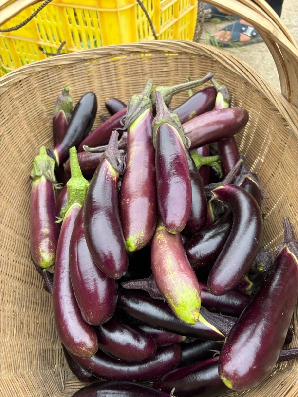 江西赣南农家露天种植紫皮茄子新鲜现摘现发1斤/2斤/3斤应季蔬菜