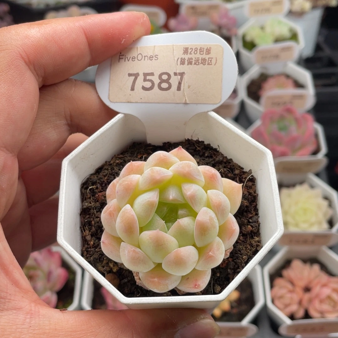 白桃汽水7587-4.5厘米