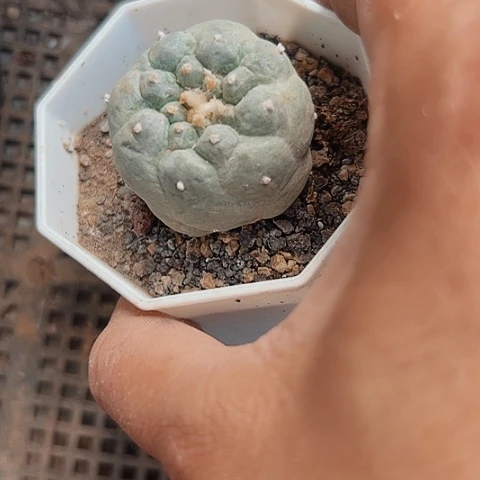 167清棚特价出售哦