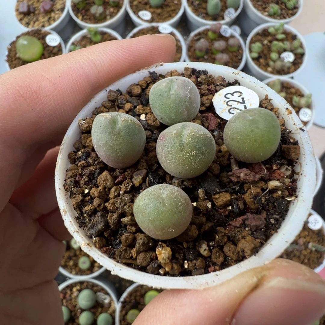 空蝉一颗脱土2330000