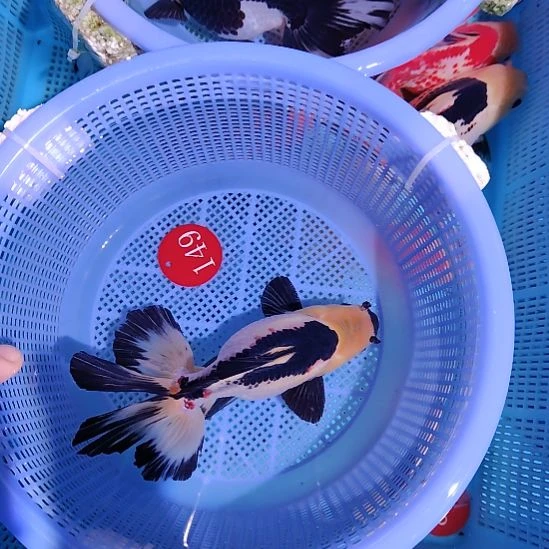 和***财金鱼149巨人百褶泰狮一条特价顺丰包邮