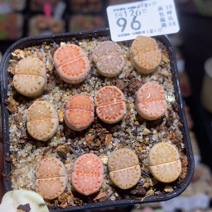 精品生石花126.96