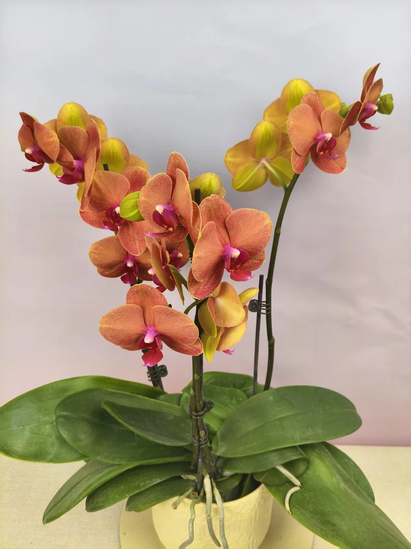 蝴蝶兰【金桔】花苗盆栽带花剑花苞客厅室内四季好养观赏花卉