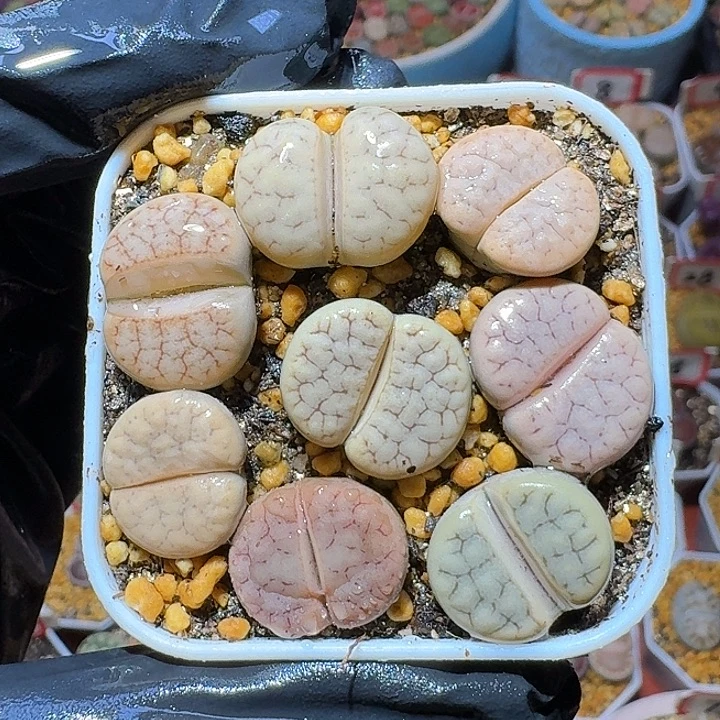 生石花2:：：：。   9号