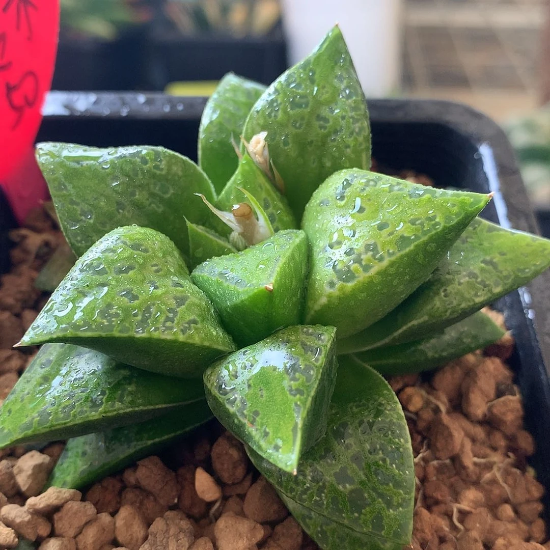 旋转木马一物一拍