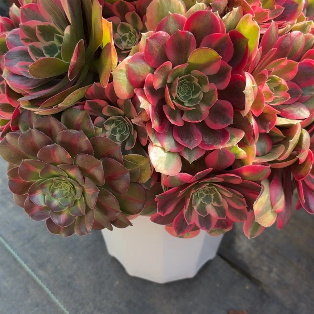 /***/花好月又圆202521