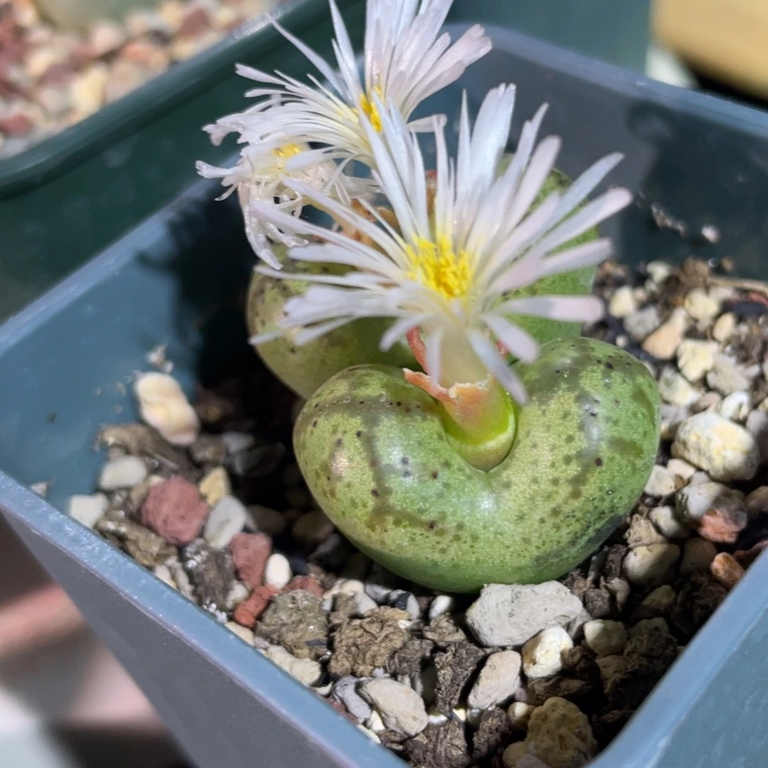 毛杂植物一物一拍