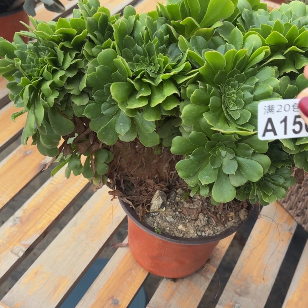156多肉植物捧花的时候，