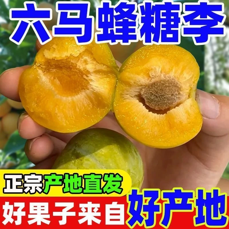 【假一罚十】贵州镇宁六马蜂糖李闭园福利价