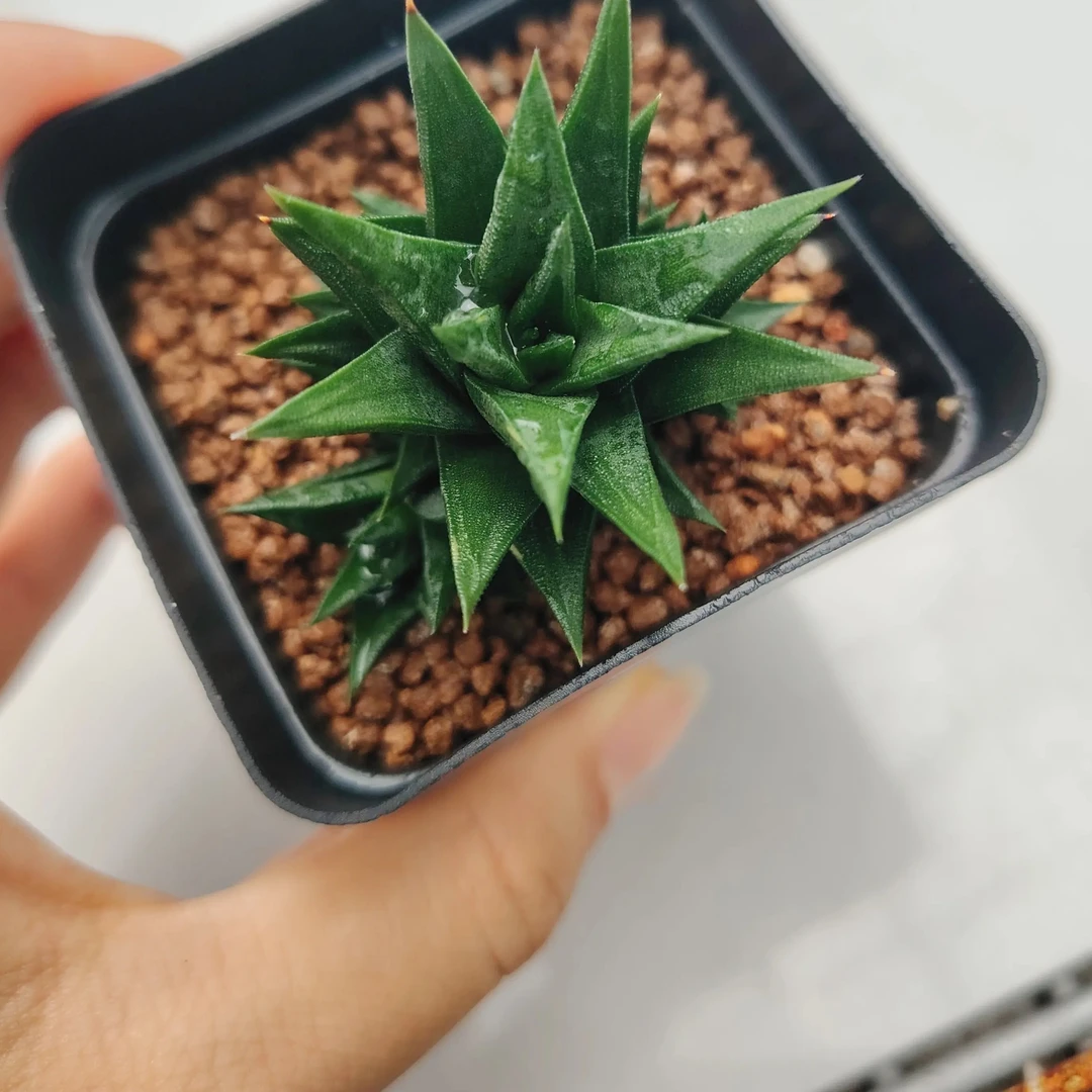 象牙塔硬叶十二卷多肉植物办公室室内阳台花卉盆栽绿植好养易爆盆