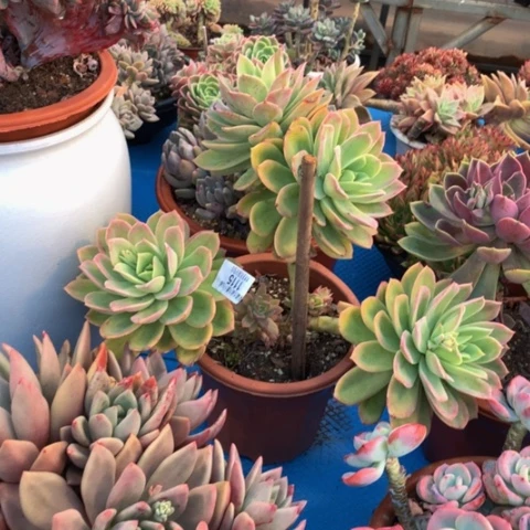 丽*梦1115乔伊多肉