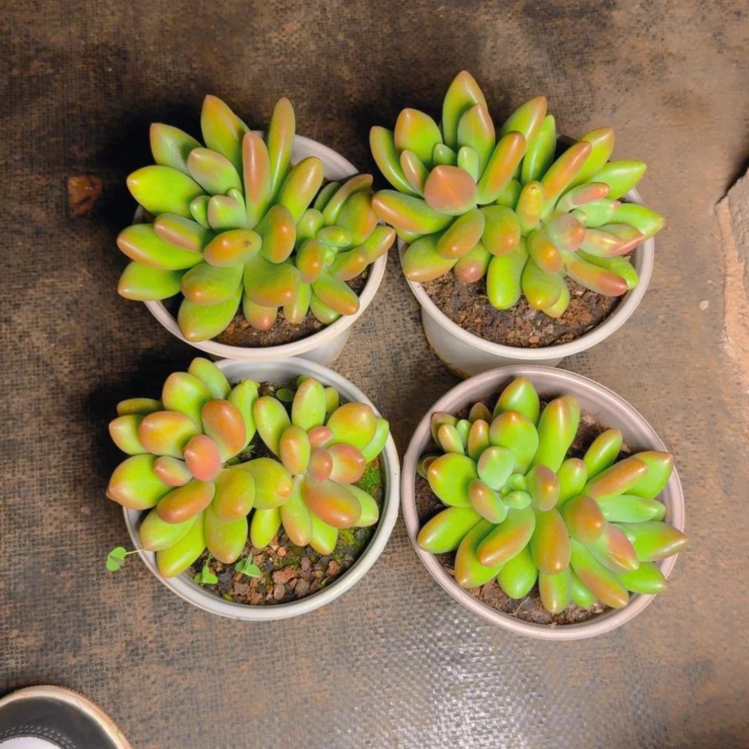 芒果奶双头福利多肉1111111111