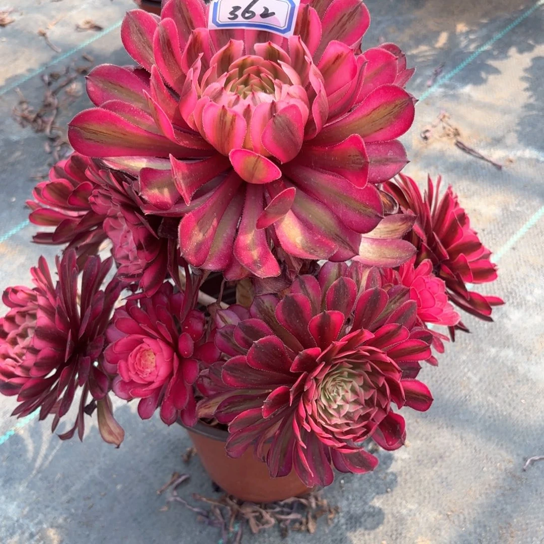 无花朵362白月光多肉植物