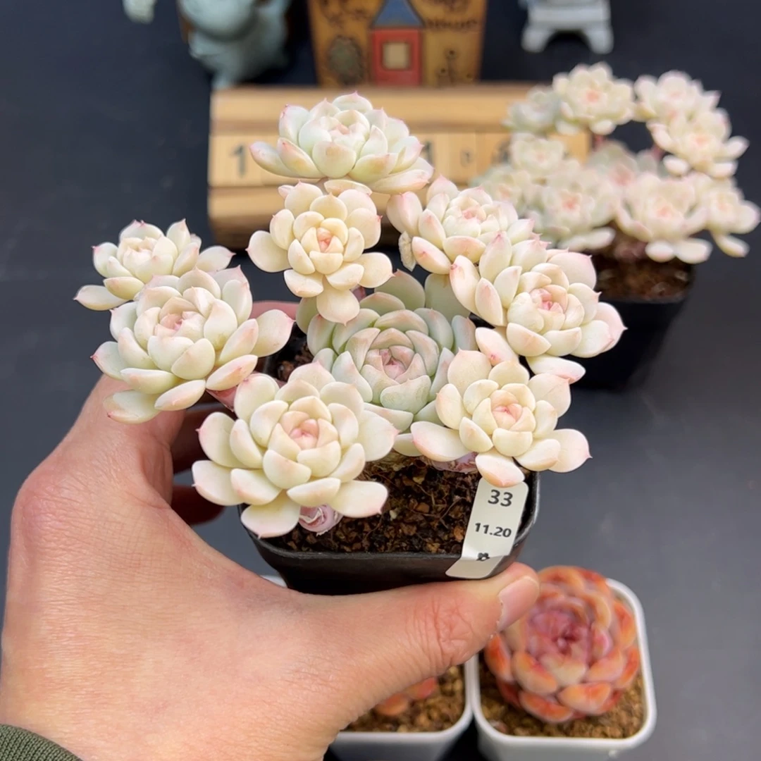 一***鹿好好看33、哈哈哈哈哈