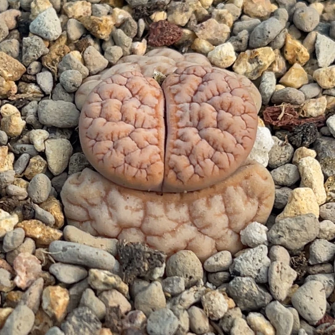 8318凹凸铁189一颗