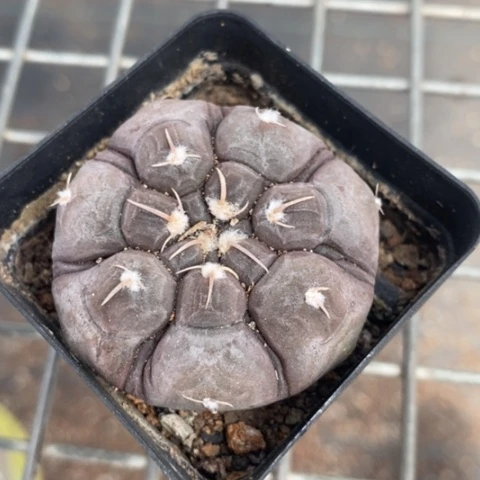 实生大铅皮4仙人球