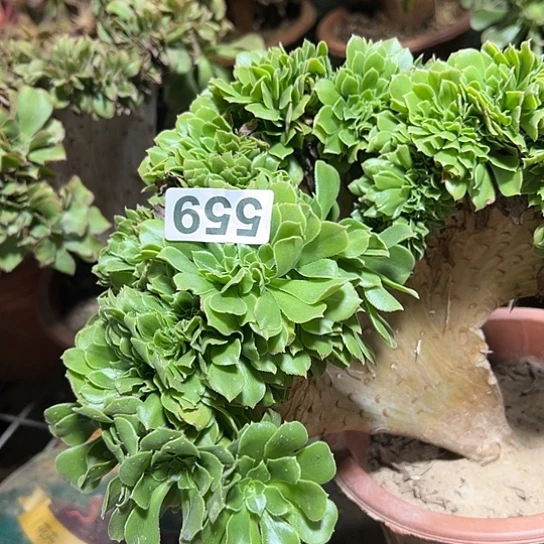 b***m多肉植物一个绿玫瑰559