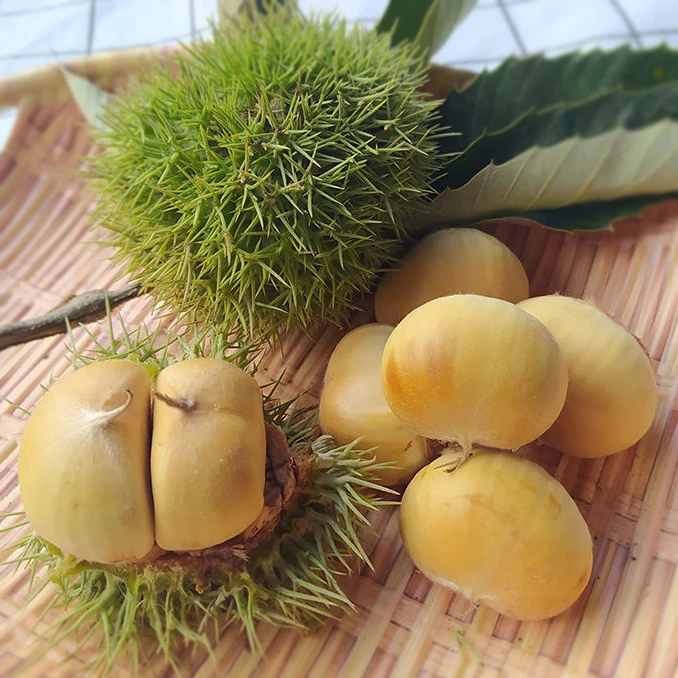 【现发】2025年当季新鲜生板栗嫩壳白壳花壳红壳即食带壳板栗现摘