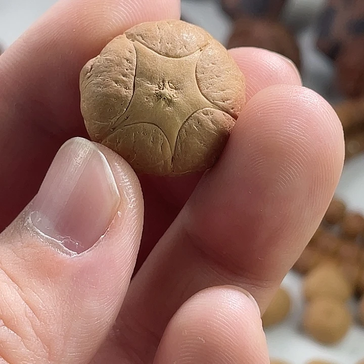 吊坠凤眼菩提尼泊尔小凤眼